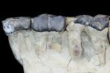 Titanothere (Megacerops) Jaw Section - South Dakota #95207-6